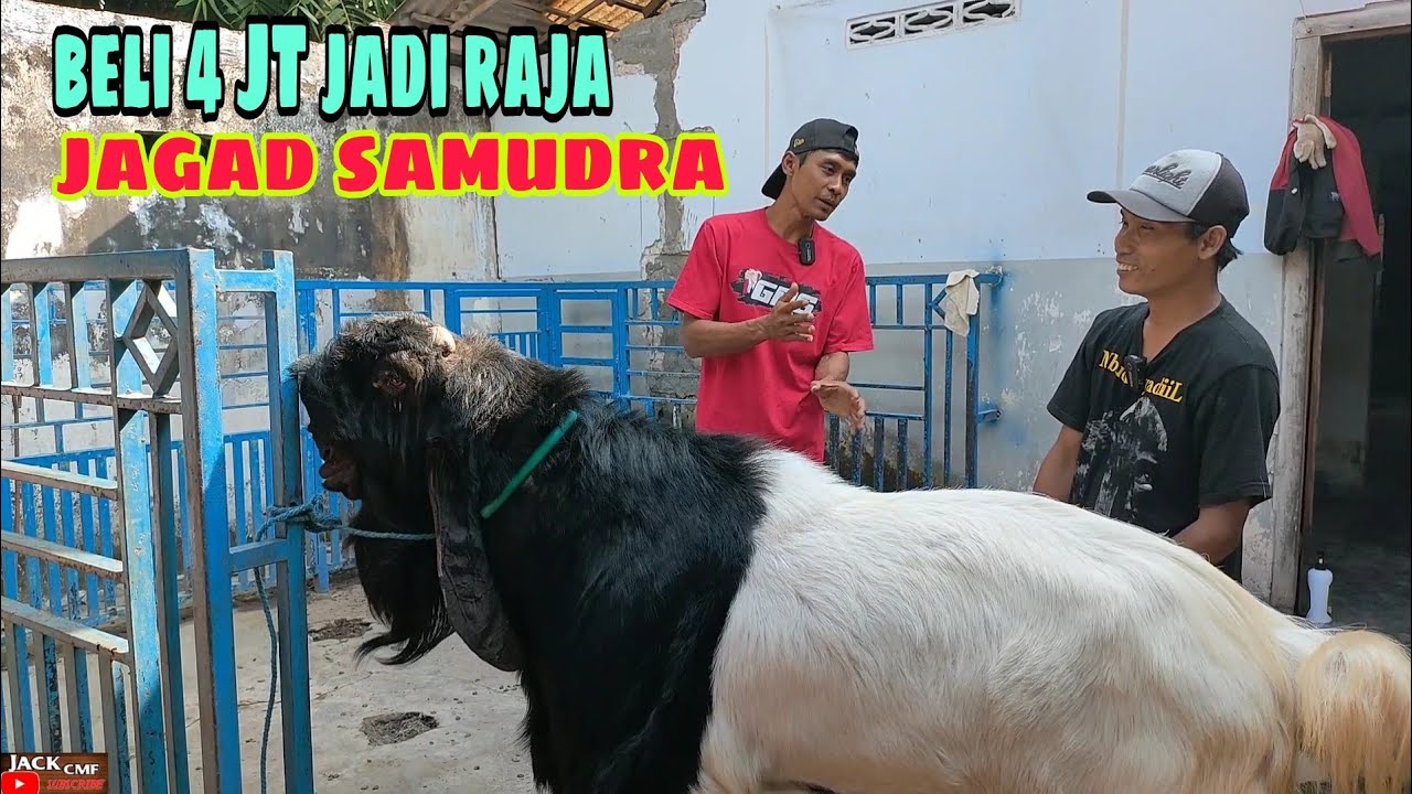 MASKOD SAMUDRA ETTAWA TULUNGAGUNG