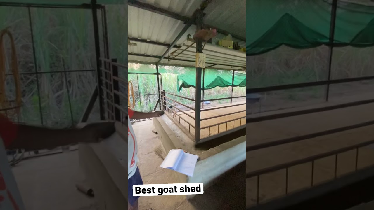 Goat shed capacity of 100 goats