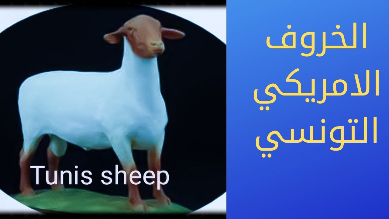 الخروف الامريكي التونسي Tunis sheep