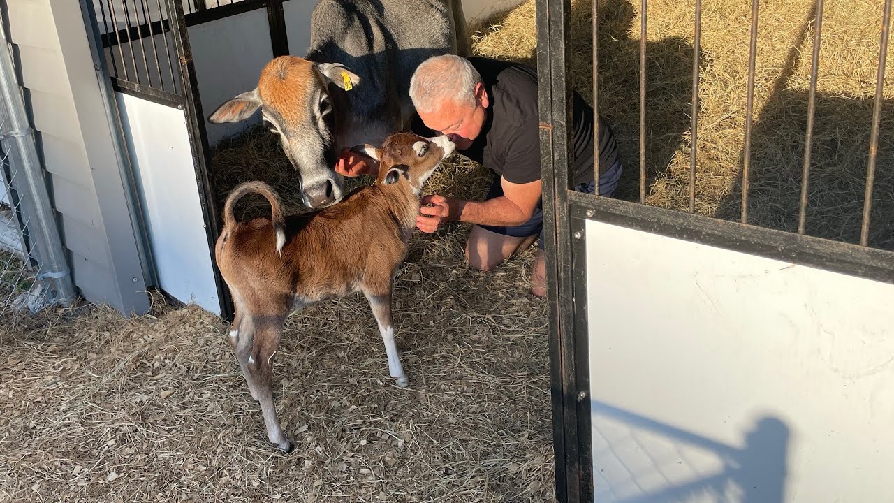 Just Delivered Registered Miniature Zebu Bull Calf. Bogle Farms Carnation Is Now A Cow