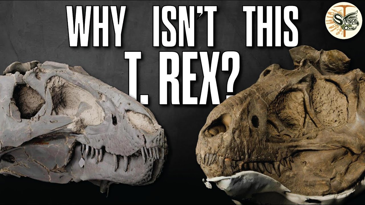 Nanotyrannus taxonomy, overexplained