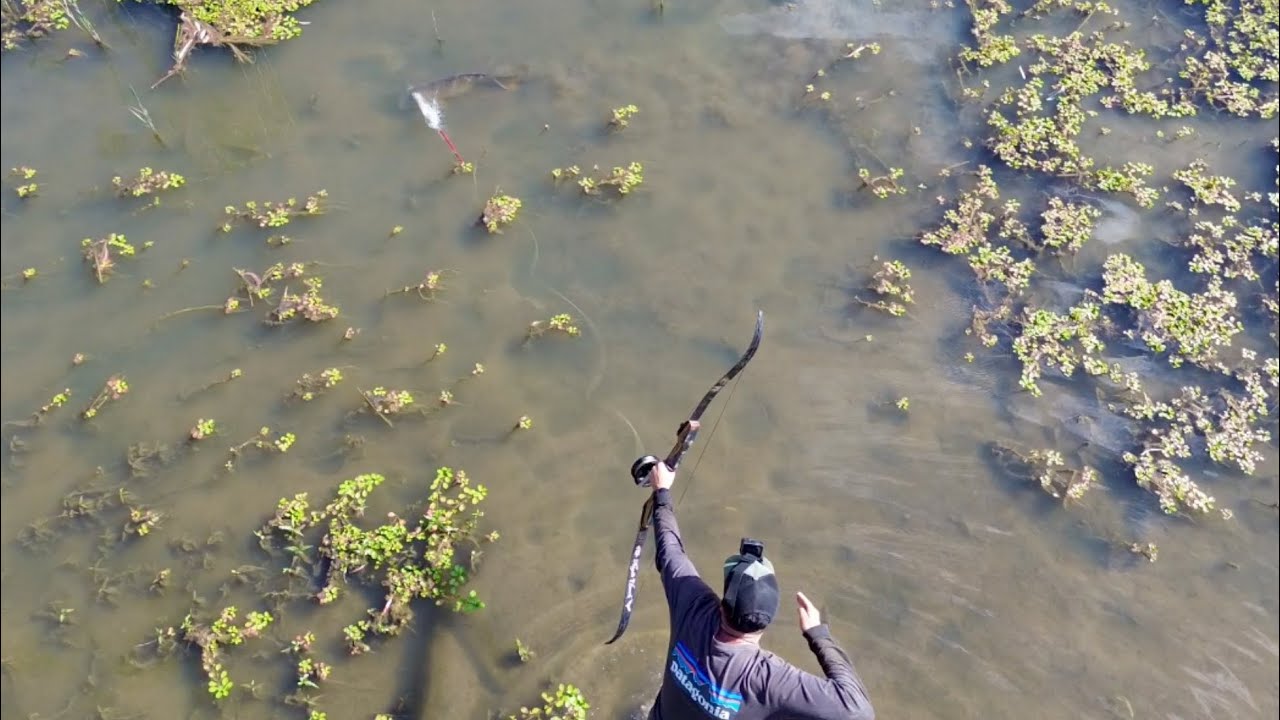 Australia's most Destructive Fish - Carp Hunting