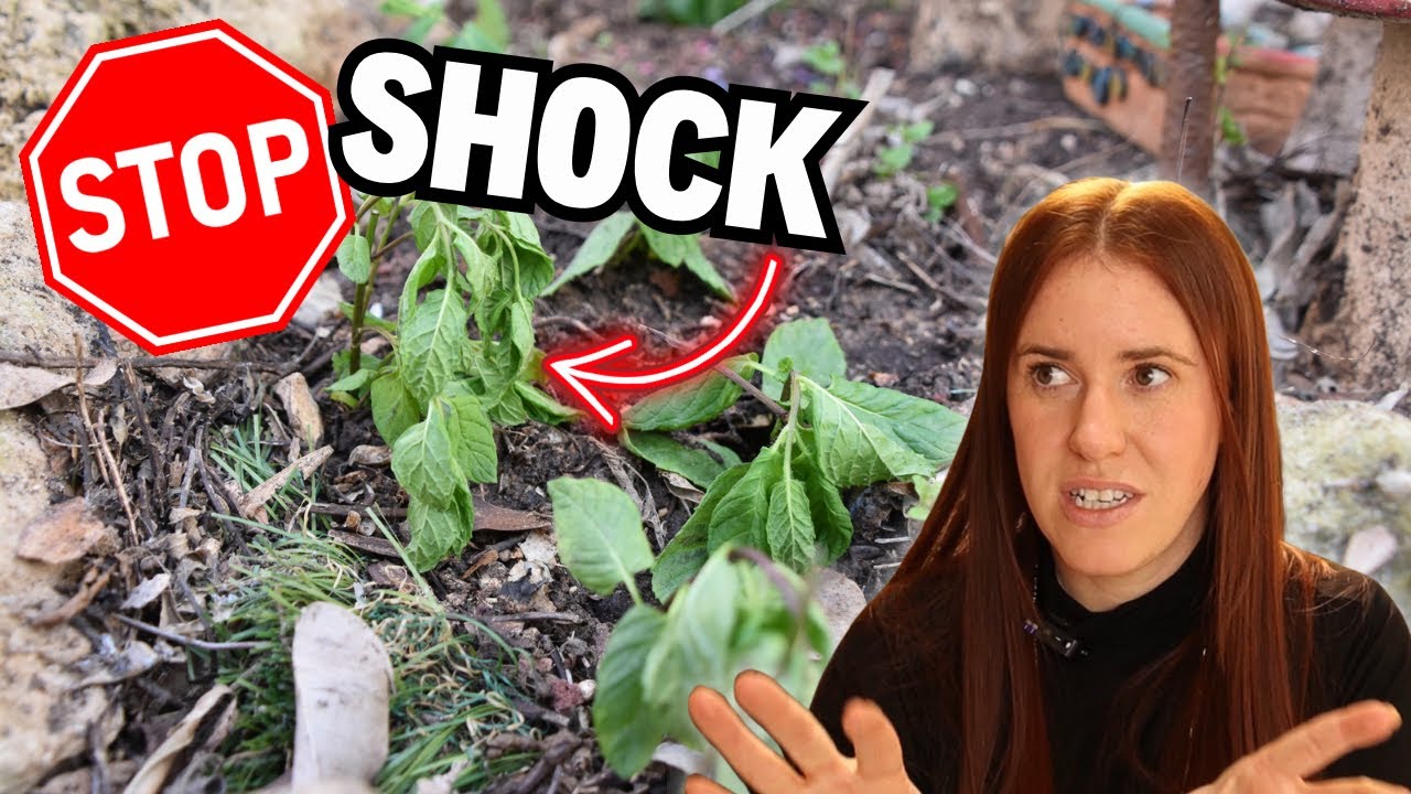 Maximize Your Plants' Growth with Potassium!