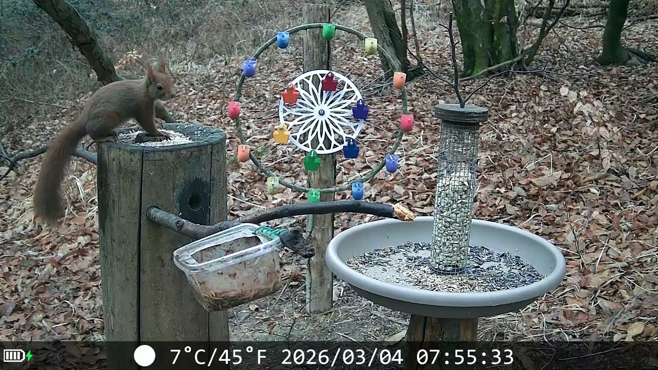 20260304 POSATOIO - BIRD FEEDER
