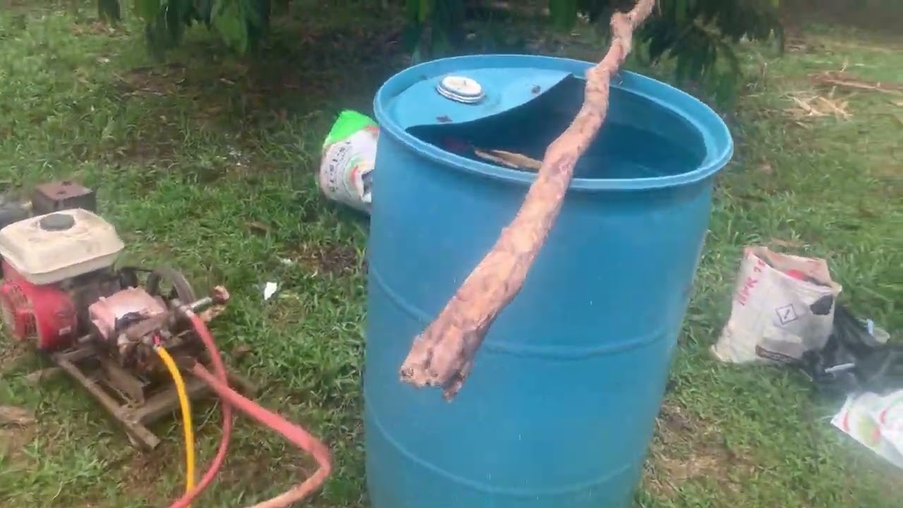 Cách tạo mầm cho sầu riêng tơ 
