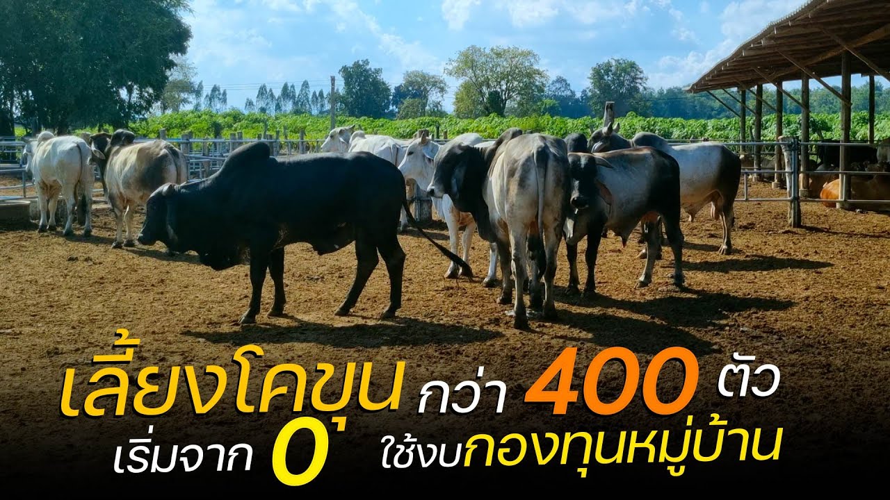 เลี้ยงโคขุนกว่าสี่ร้อยตัว เริ่มจากศูนย์ ใช้งบกองทุนหมู่บ้าน เป็นอย่างไร