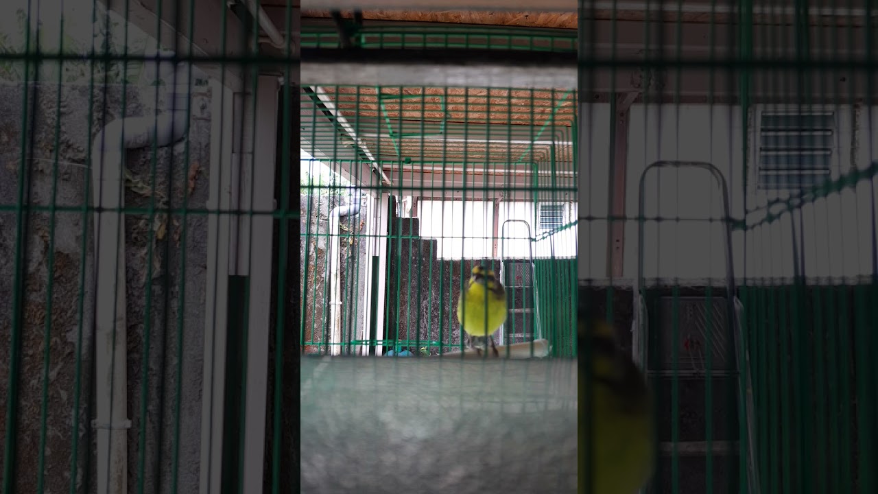 serin pays 974