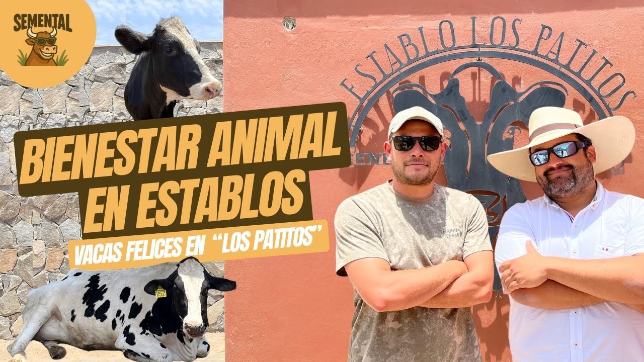 BIENESTAR ANIMAL: VACAS FELICES Y BUENA CRIANZA EN ESTABLO 
