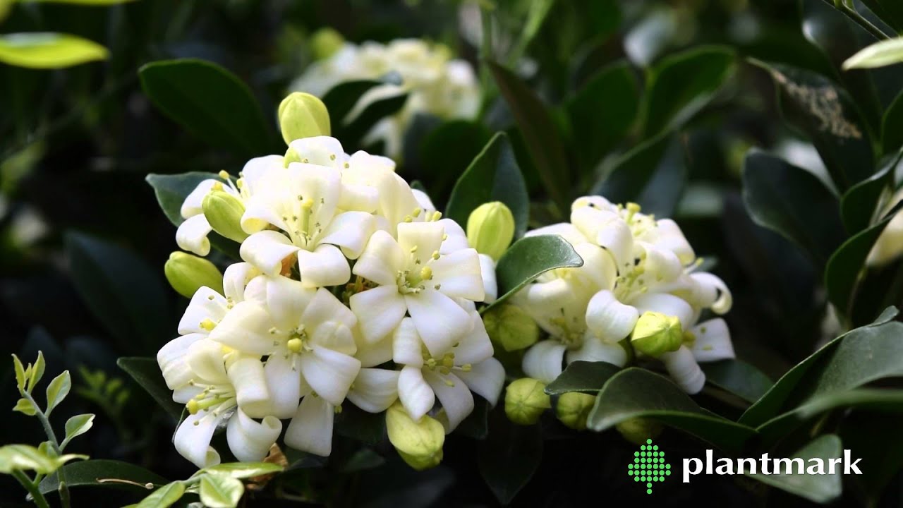 Murraya paniculta (Orange Jessamine) at Plantmark Wholesale Nurseries