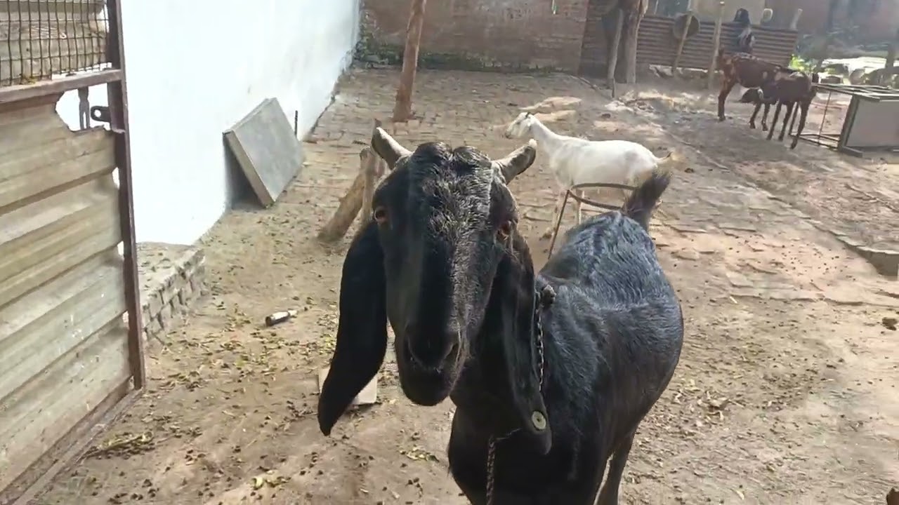 मिलिये हमारी बकरी से और बताईये कैसा लगा 🐐❤️