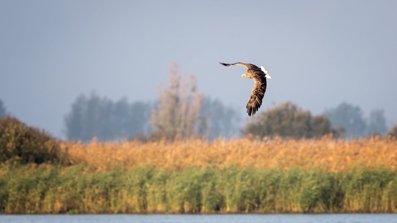 Impressie van de Privé workshop: vroege vogels fotograferen met Pieter Bosch fotografie