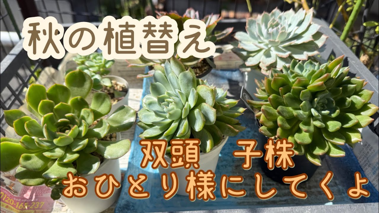 【多肉植物】　双頭や子株　大きくなったのでおひとり様にしていく！