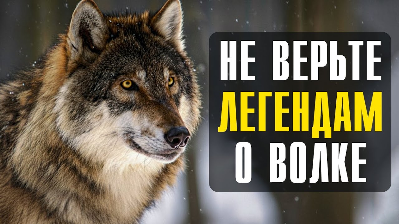 10 фактов: Почему волк не такой благородный зверь, как о нём говорят