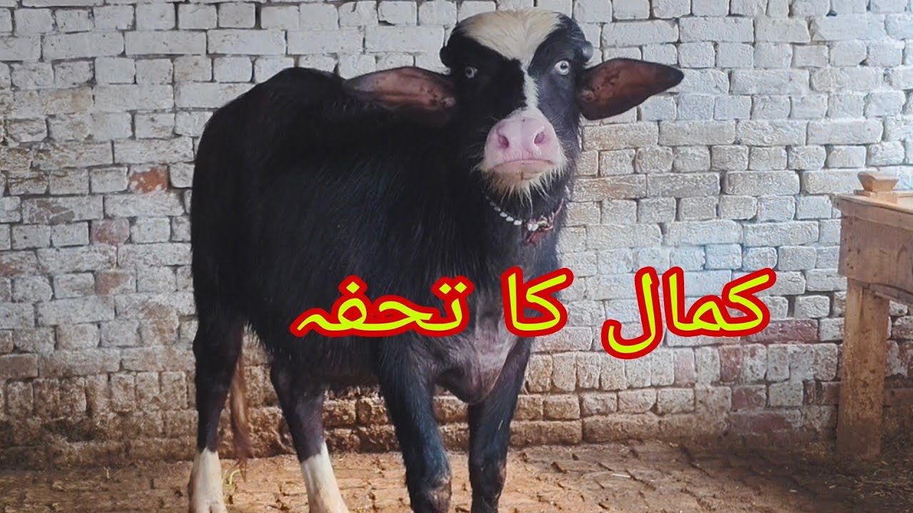 Watch piure Nili Ravi buffalo for sale sheraz Kharal 22.1.2026 03054257727