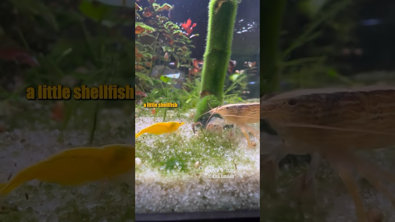 🦐 Krill Me Now 🎥: kita.smiles (IG) #shorts