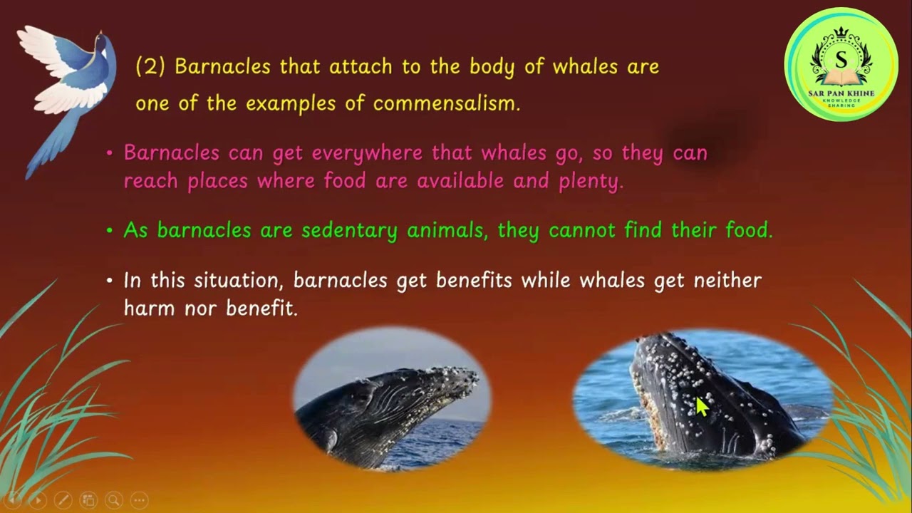 Grade 11 Biology Chapter 6_ 6.2.2 Competition, 6.2.3 Predation and 6.2.4 Symbiosis