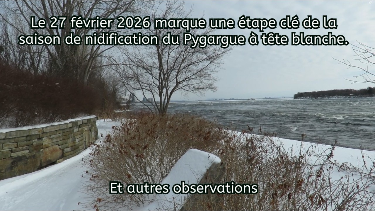 Le 27 février 2026: Nidification du Pygargue à tête blanche. Et autres observations.