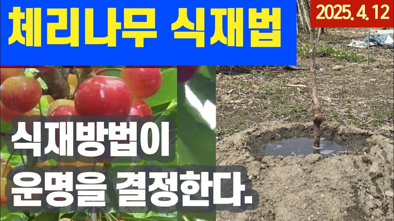 체리나무 - 식재방법 및 이후 관리방법 #체리심는방법
