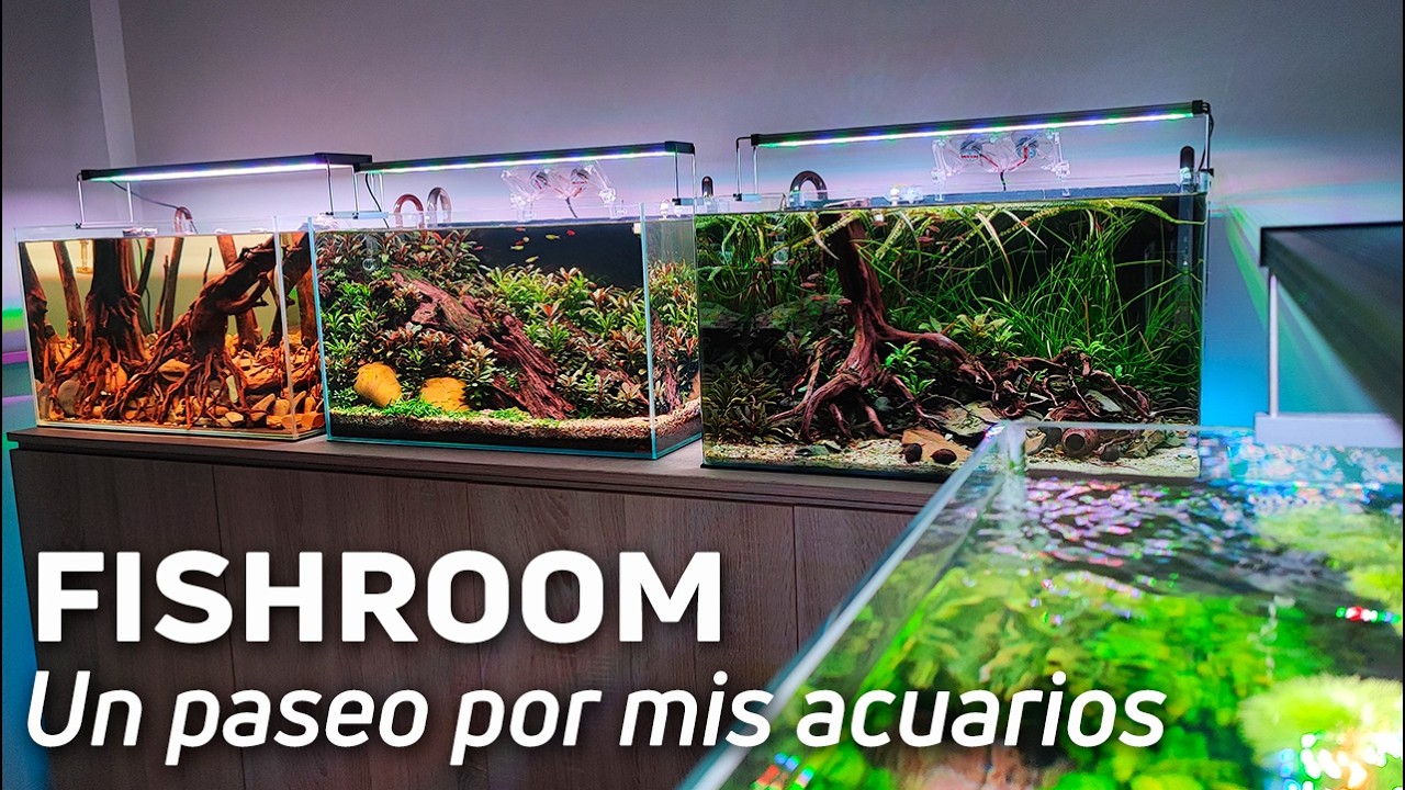 ¡5 Acuarios en Casa! Mi Espacio Dedicado a la Acuariofilia 🐠🌿