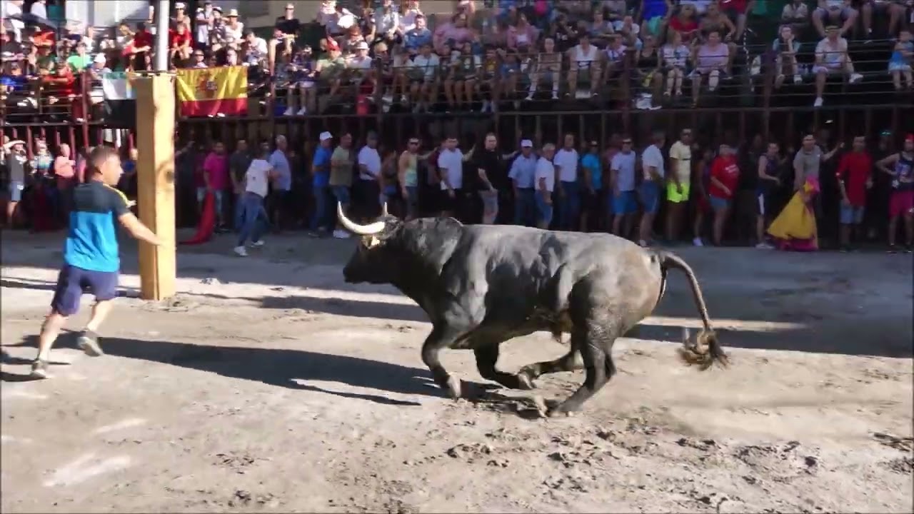 Tarde de TOROS AL ESTILO DE LA VERA en Fiestas del Tabaco y el Pimiento 2023 en Jaraíz de la Vera