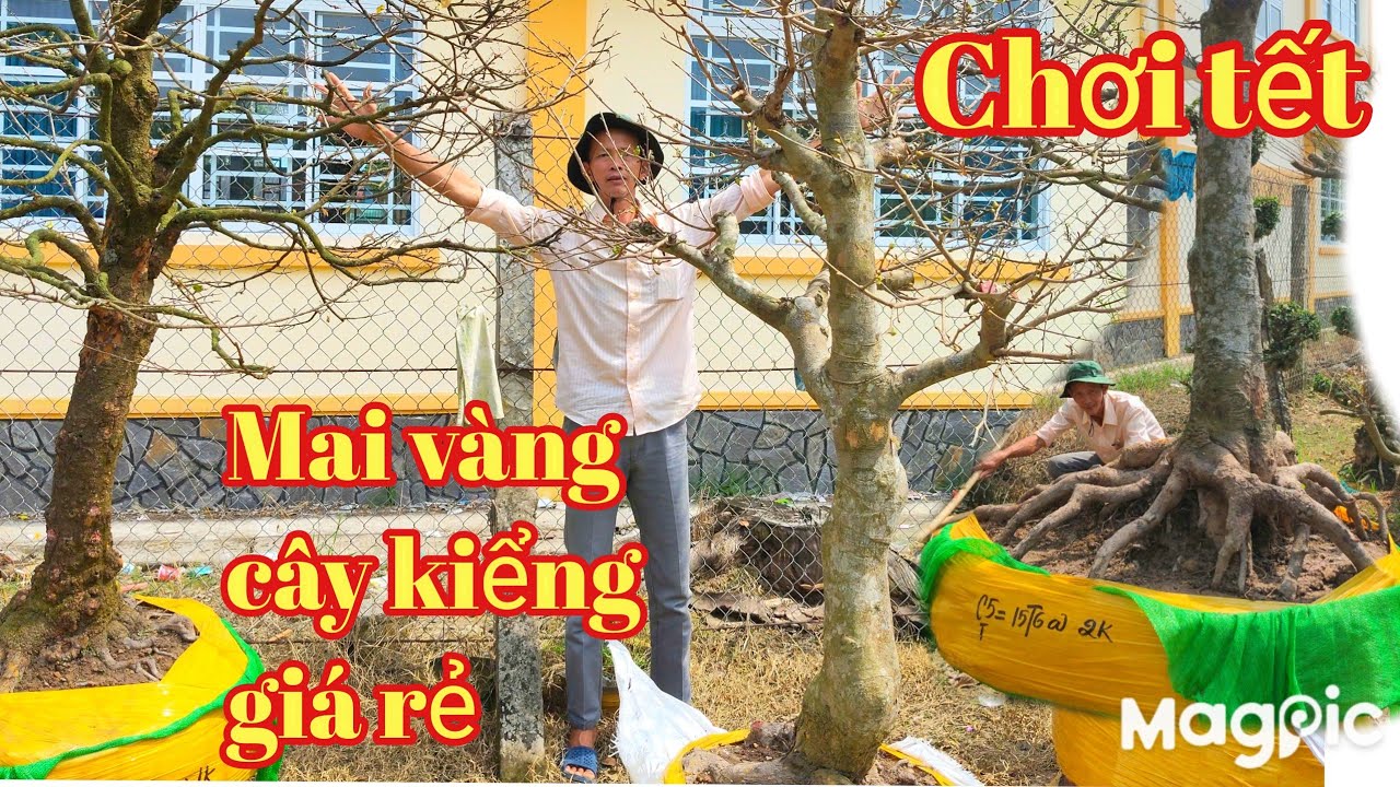 A Sang Zalo 👉 0788887769 Gl mai vàng chơi tết v cây cảnh giá rẻ tại ĐT.