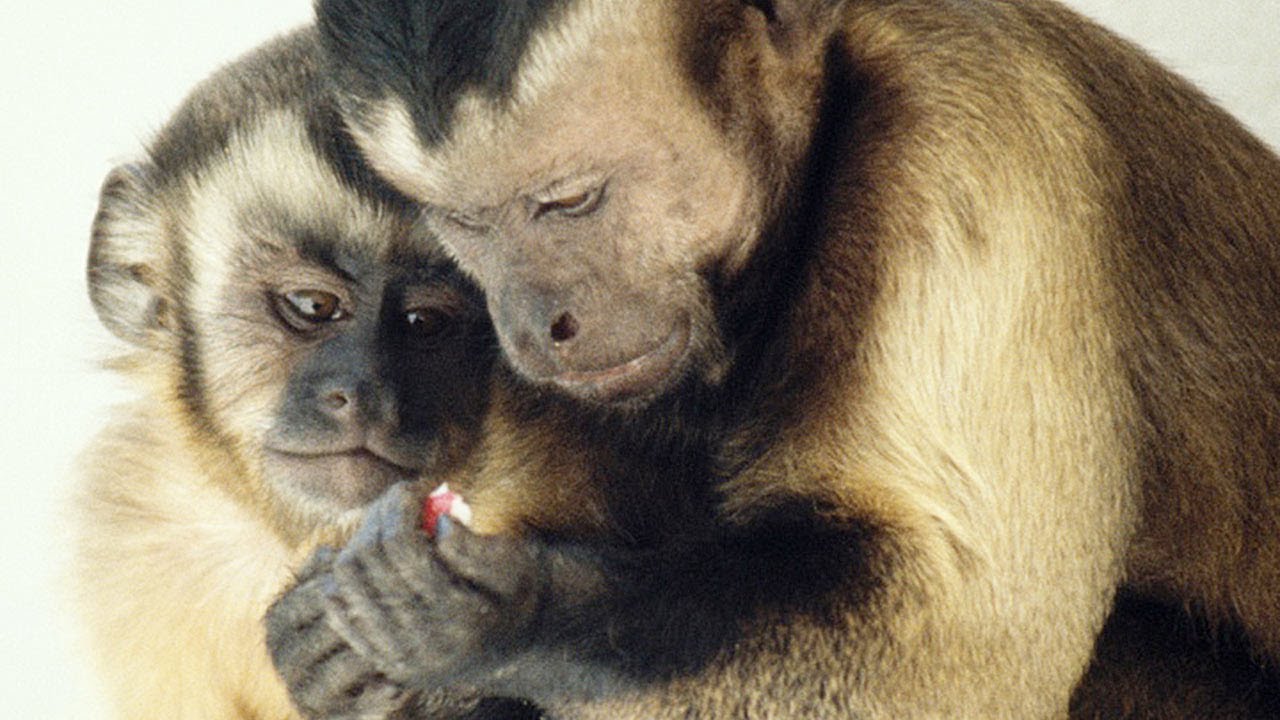 Moral behavior in animals - Frans de Waal