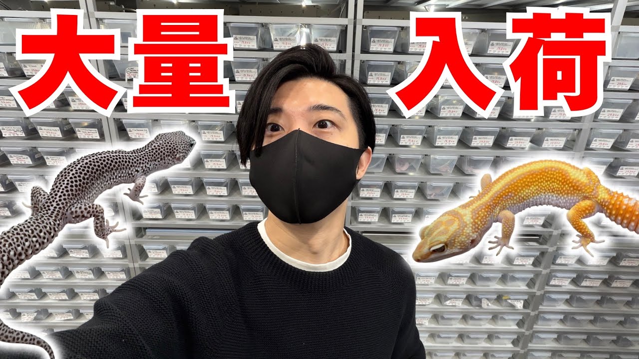 大量のレオパが入荷したので見に行ってみると...！！【渋谷松濤爬虫類】