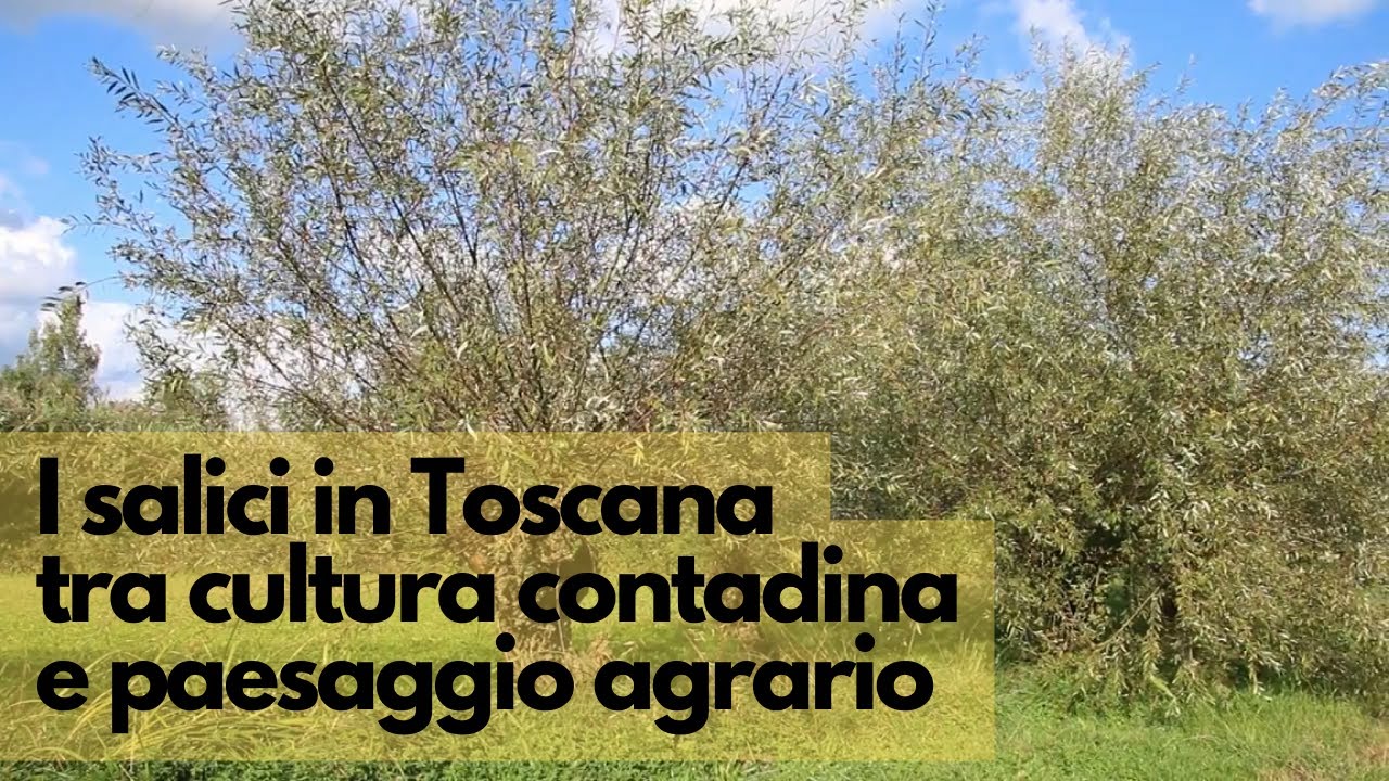 I salici in Toscana tra cultura contadina e paesaggio agrario
