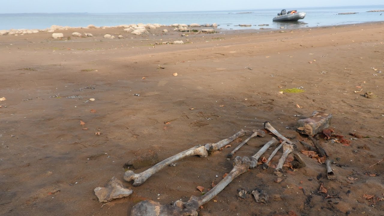 Рыбинское водохранилище 2015//Острова и...кости!!! Лодка ПВХ и мотор Гладиатор 9.9//