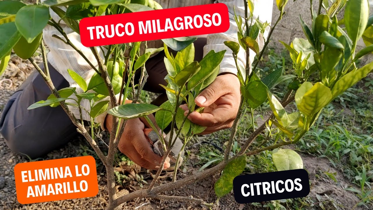 Truco milagroso para recuperar tu planta de naranja, nunca más estará amarilla