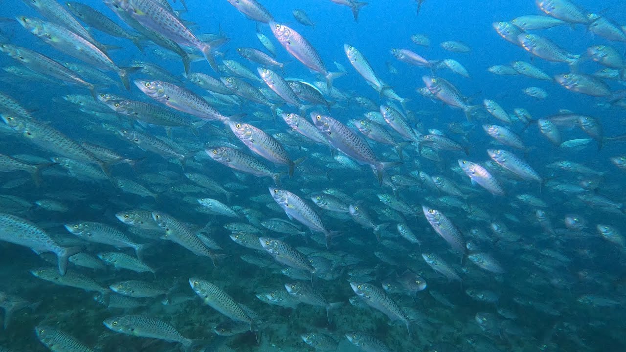 Diving -  Mornington Pier 4 Sept 2023