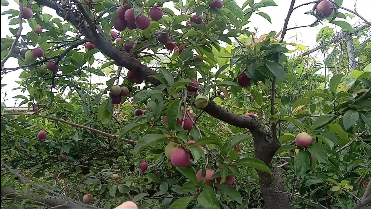 Bosque de alimentos San Diego CRFG principios de Junio 2025