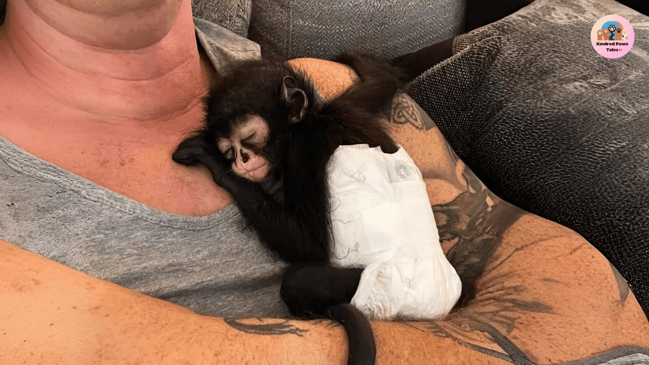 Stolen from His Mother and Sold for Fun—Winston the Spider Monkey’s True Story