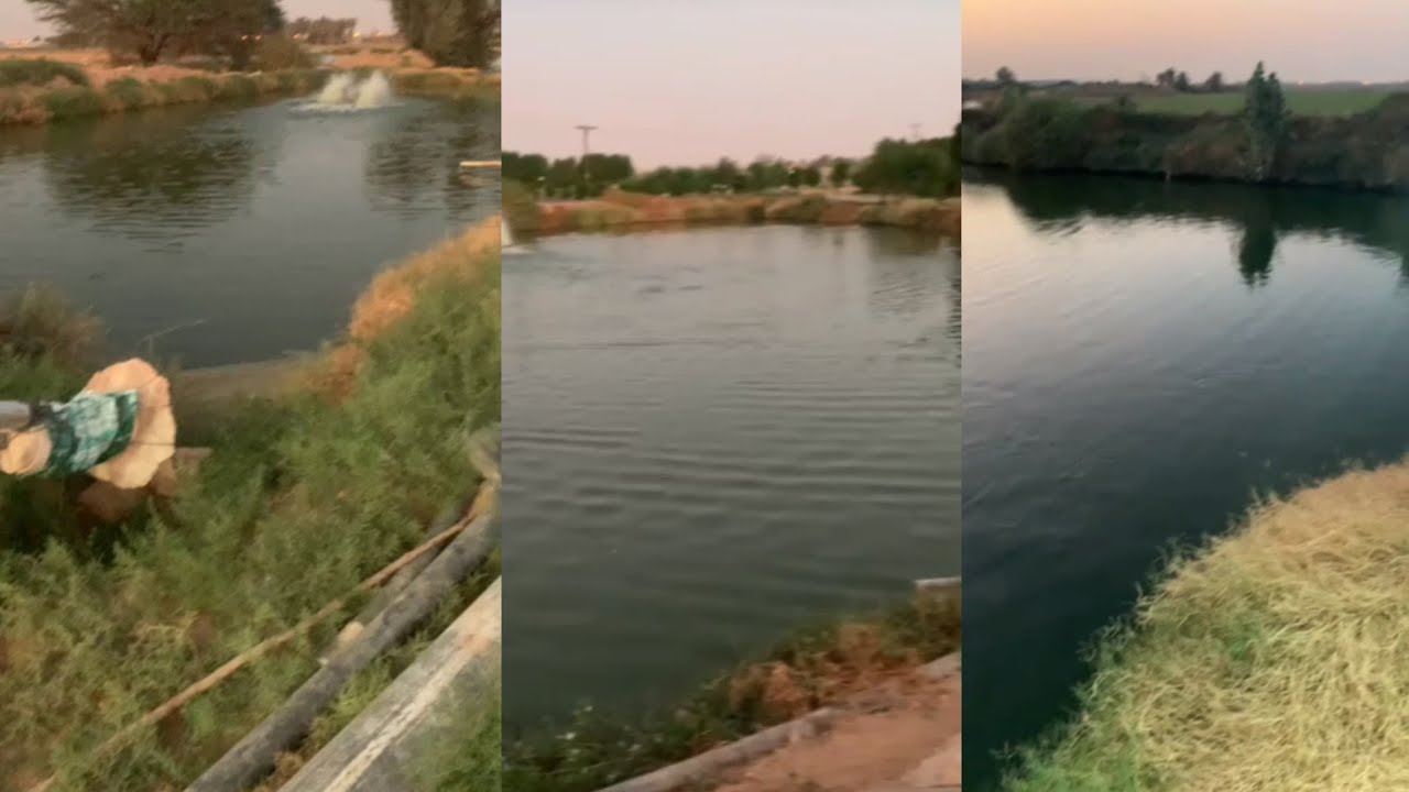 طريقة إعداد أحواض المزارع الترابية لاستقبال الأسماك وعمل غذاء طبيعي في الحوض ٦٥٪؜بروتين