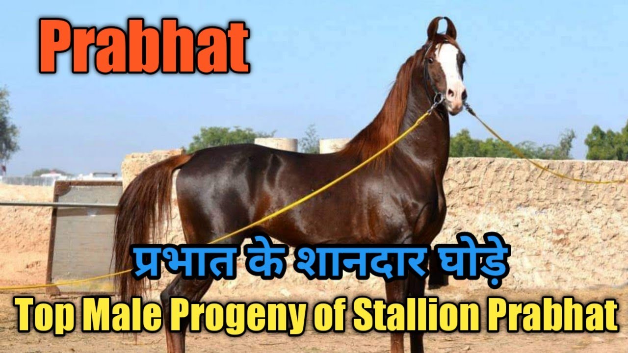 मारवाड़ी घोड़ा प्रभात के शानदार घोड़े | Top Male Progeny Of Legendary Stallion Prabhat !!