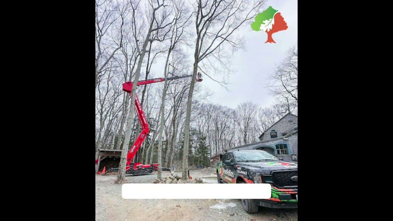 Why is tree removal so expensive in Concord, New Hampshire?