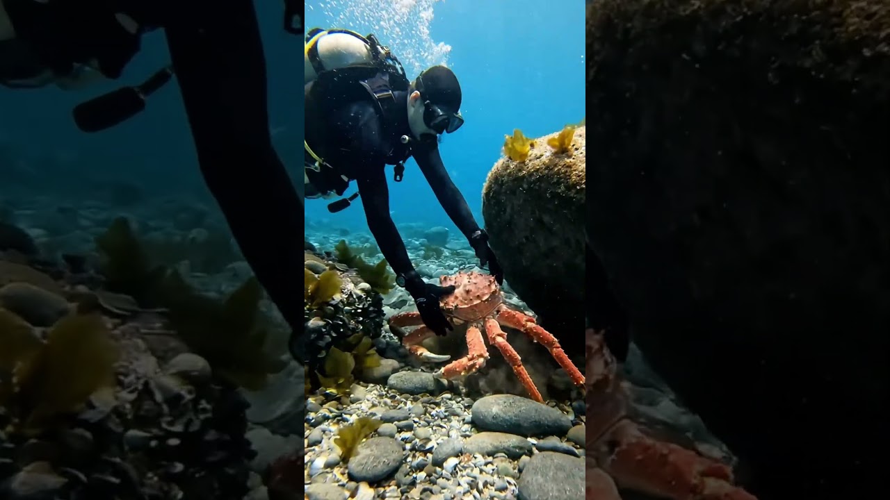 Catching a Giant King Crab Underwater 🦀🌊 
