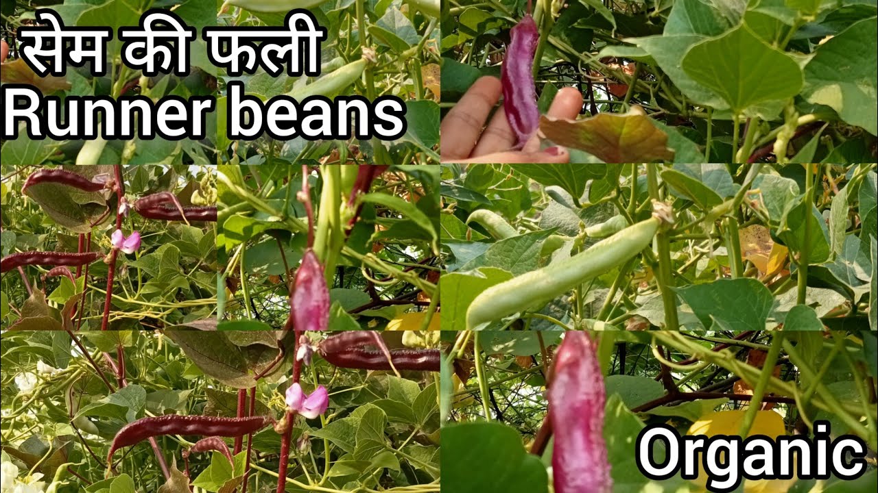 Organic सेम की फली  (runner beans), my home garden#vlog #vegetable vlog#youtubeshorts #vira #ytshots