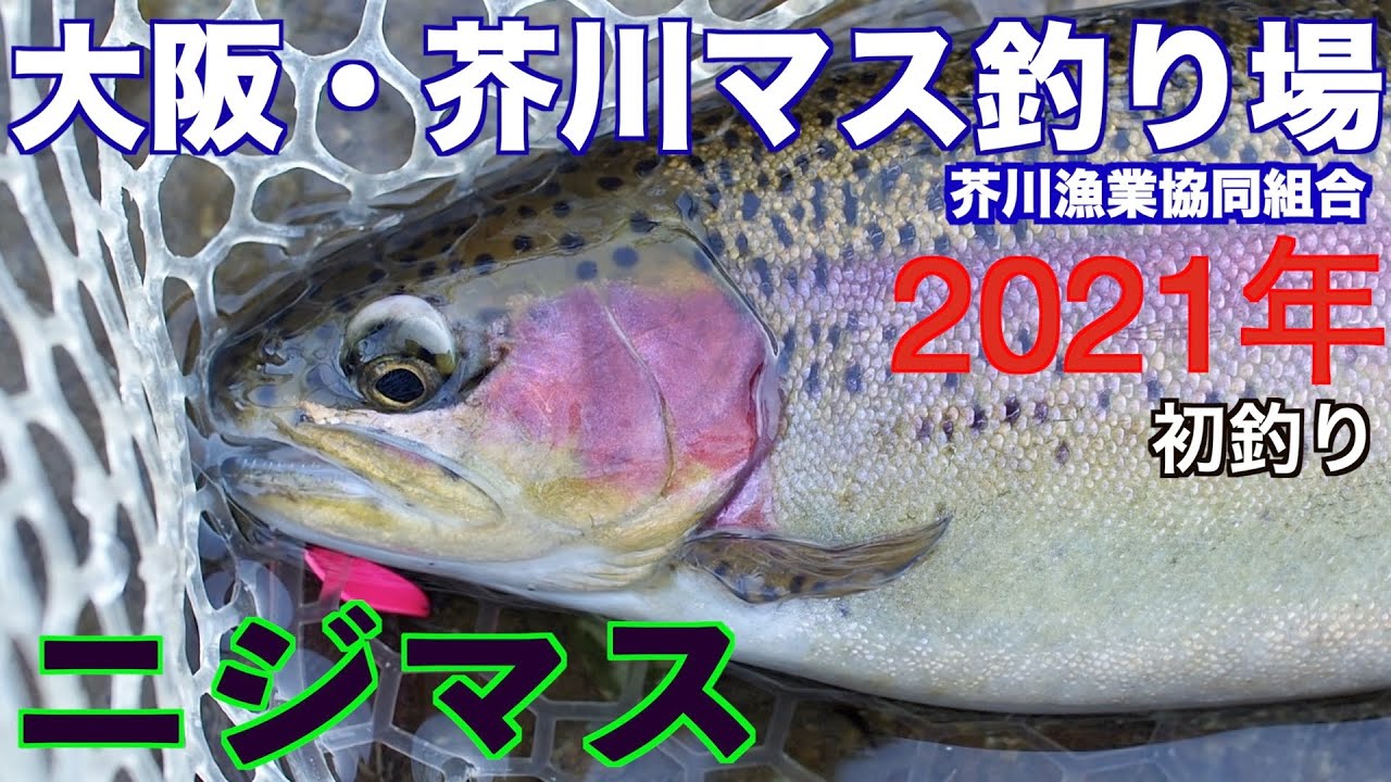 2021年初釣行！芥川でニジマス釣りvol.19