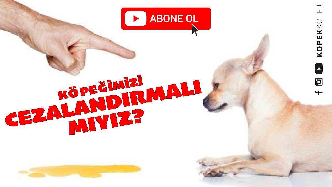 Köpeğimizi Cezalandırmalı Mıyız?