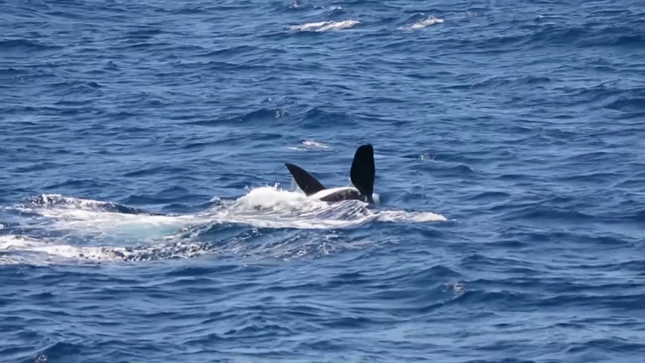 Destination WA - Killer Whales off Bremer Bay