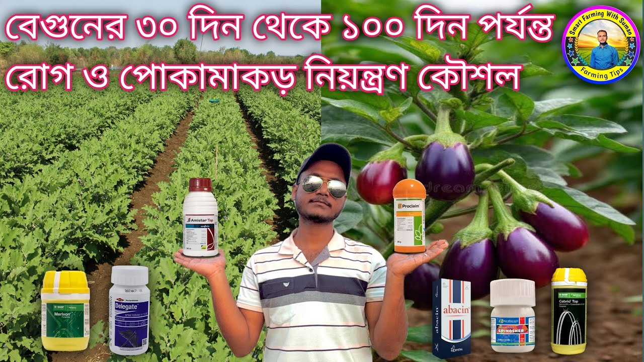 এই সময় স্প্রে না করলে বেগুন চাষে লস নিশ্চিত। ফলন Double করার কৌশল। Bringle cultivation