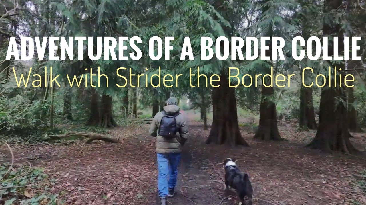 Walking with Strider the Border Collie 