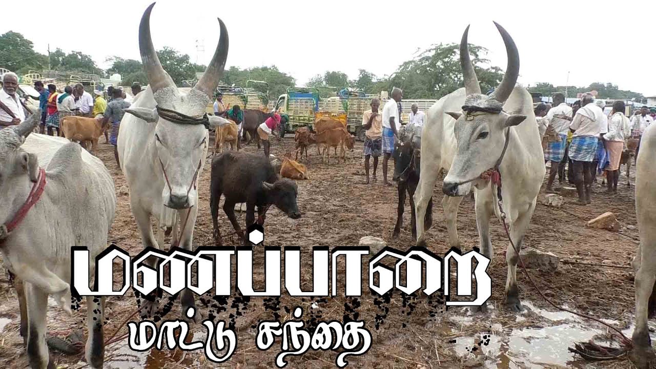 Manapparai mattu santhai | மணப்பாறை மாட்டு சந்தை