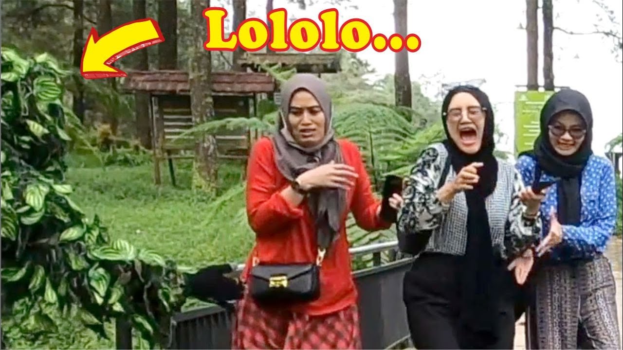 3 Bidadari menjerit histeris || Manusia pohon kocak