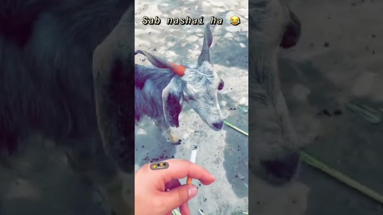 Goat Smoking Subscribe please