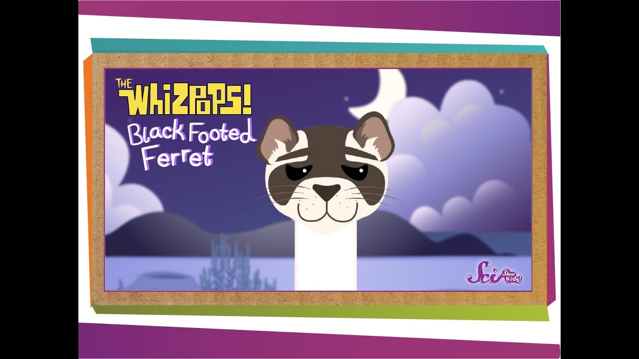 Whizpops! Black Footed Ferret Music Video