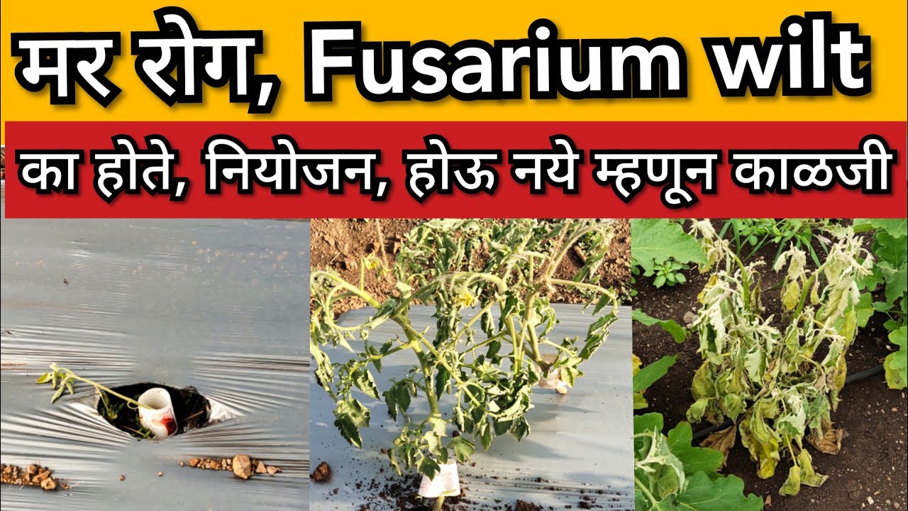 मर रोग, Fusarium wilt, का होते ? कसे control करावे. Control Fusarium wilt ,#Fusarium wilt
