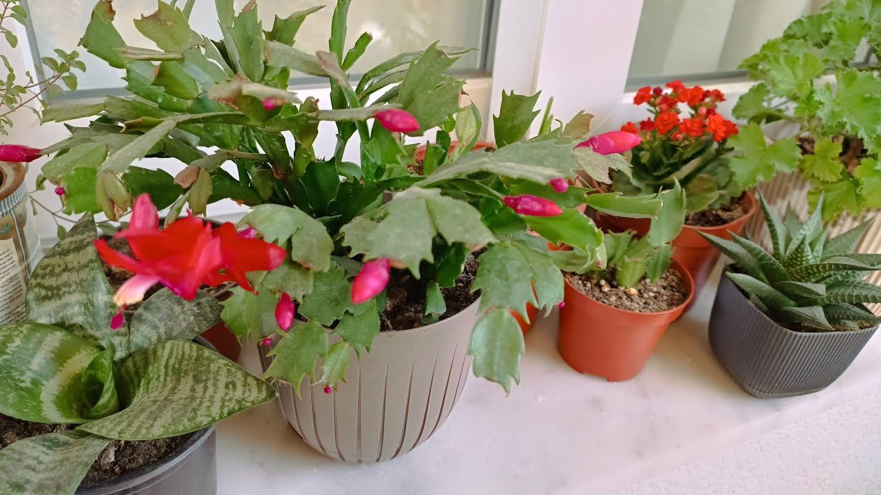 @Yıl Başı Çiceğim Şenlendi  Miraç kandiliniz Mübarek Olsun Çiçek Ailem#aboneol #keşfetbeni#flowers #