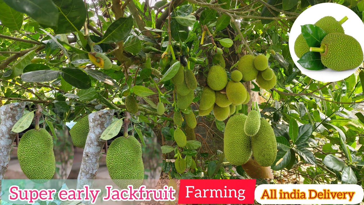 Vietnam Famous Early jackfruit || All Season fruiting ||Plant Available wholesale price ||